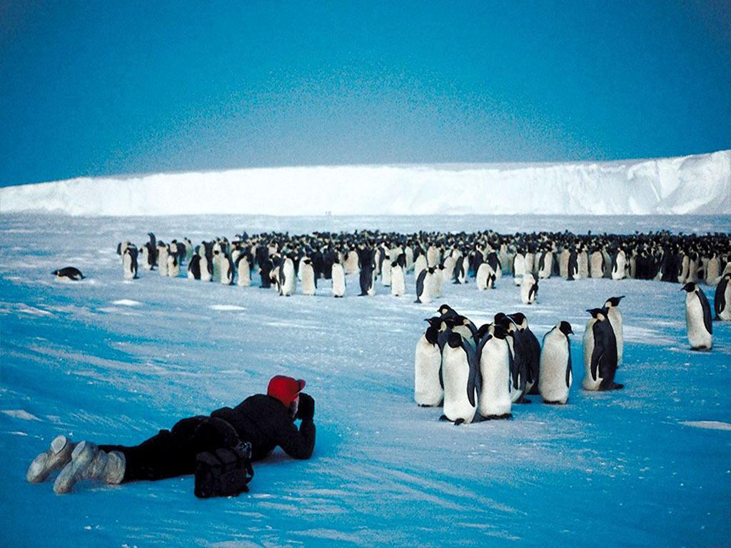 arctic